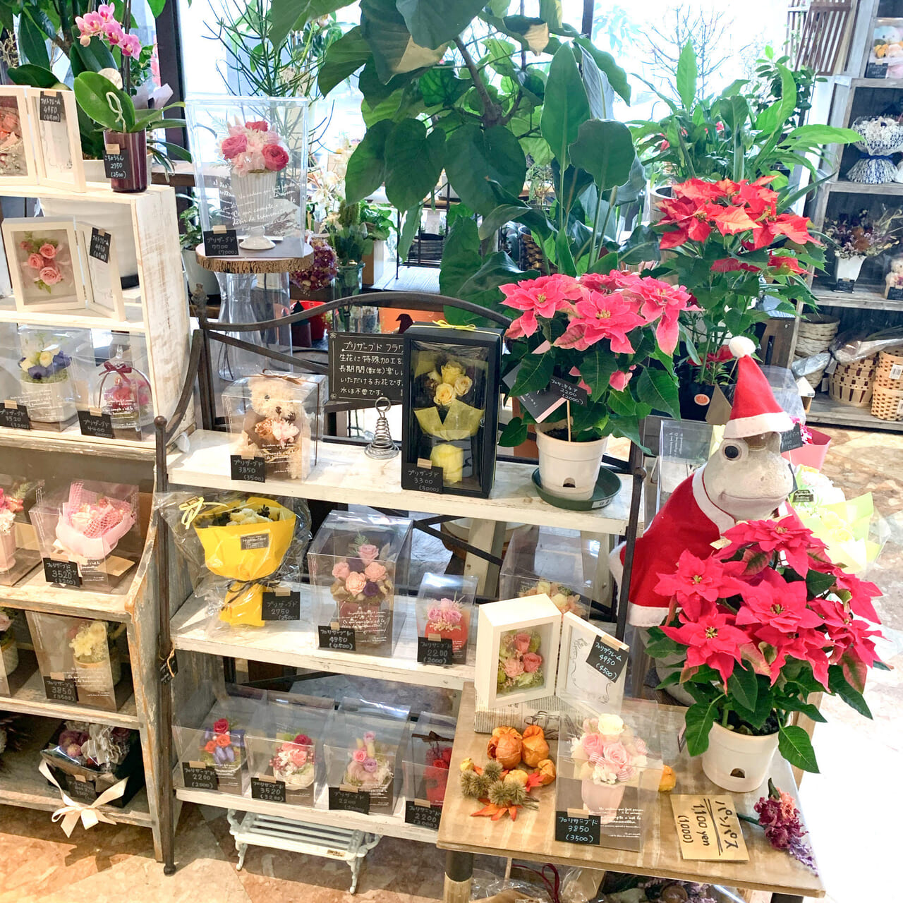 今治市東門町にあるフジグラン今治内にお店を構える「花屋百太郎」で11月22日に向けて花束やアレンジメントを作成しています。