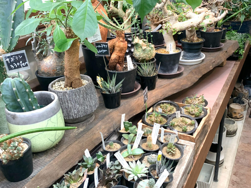 「季節の花　花心」で11月25日まで「観葉植物の2割引きセール」が始まっています!!