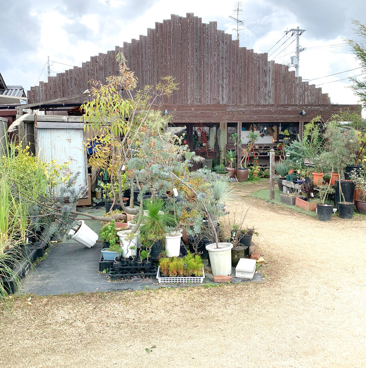 「季節の花　花心」で11月25日まで「観葉植物の2割引きセール」が始まっています!!