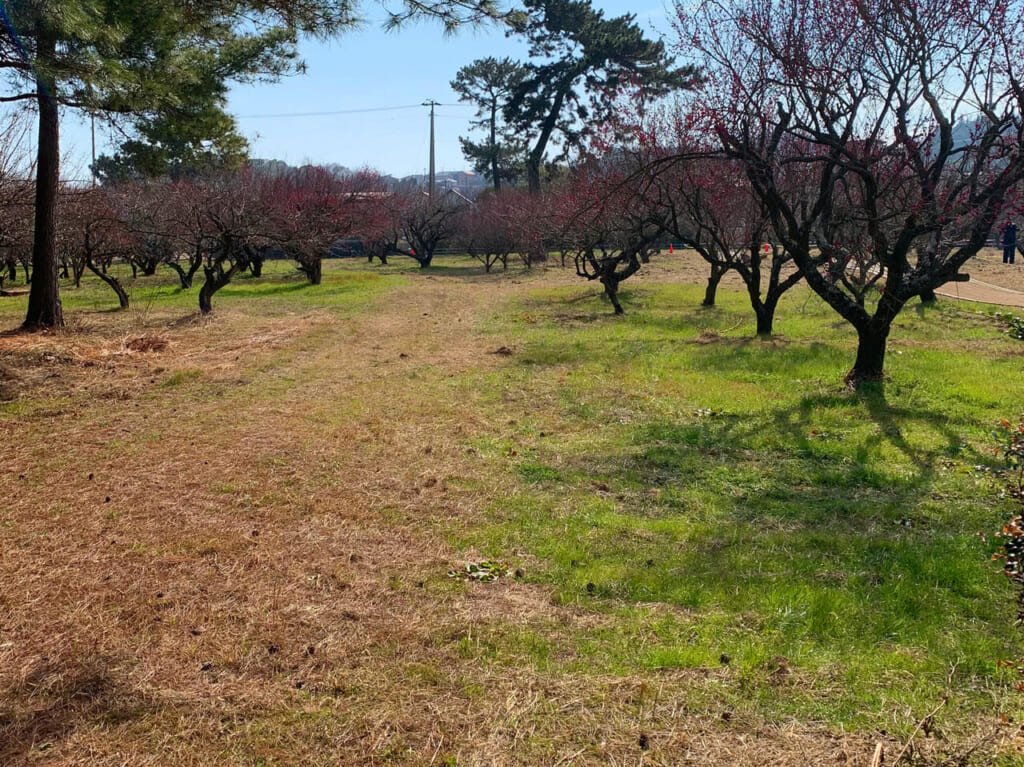 桜井にある綱敷天満宮で冬の恒例行事「観梅会」が開催されます!!