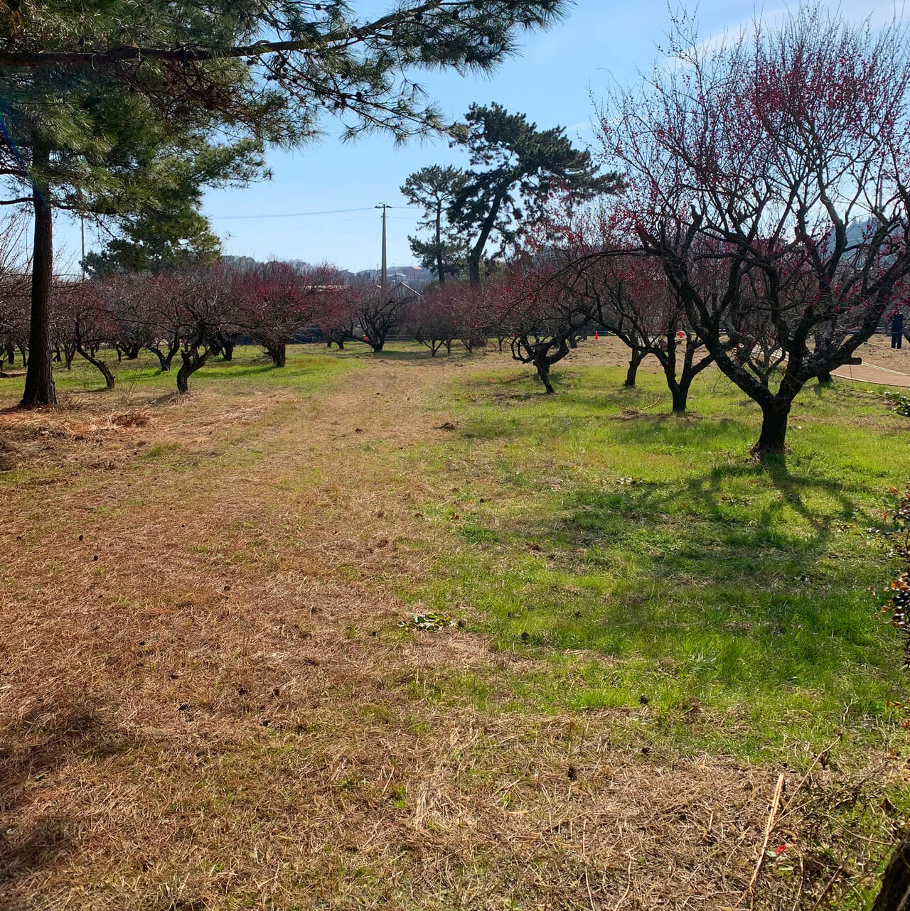 桜井にある綱敷天満宮で冬の恒例行事「観梅会」が開催されます!!