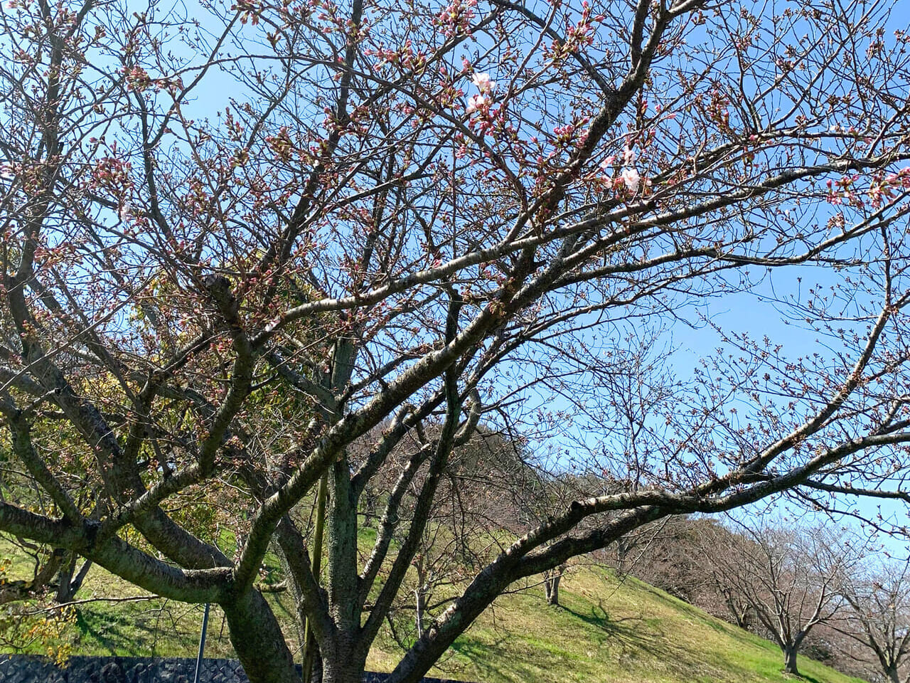 大西町の藤山健康文化公園で桜が咲き始めています!