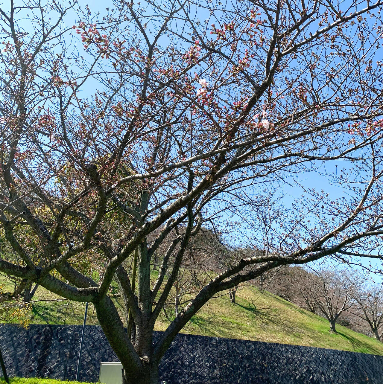 大西町の藤山健康文化公園で桜が咲き始めています!