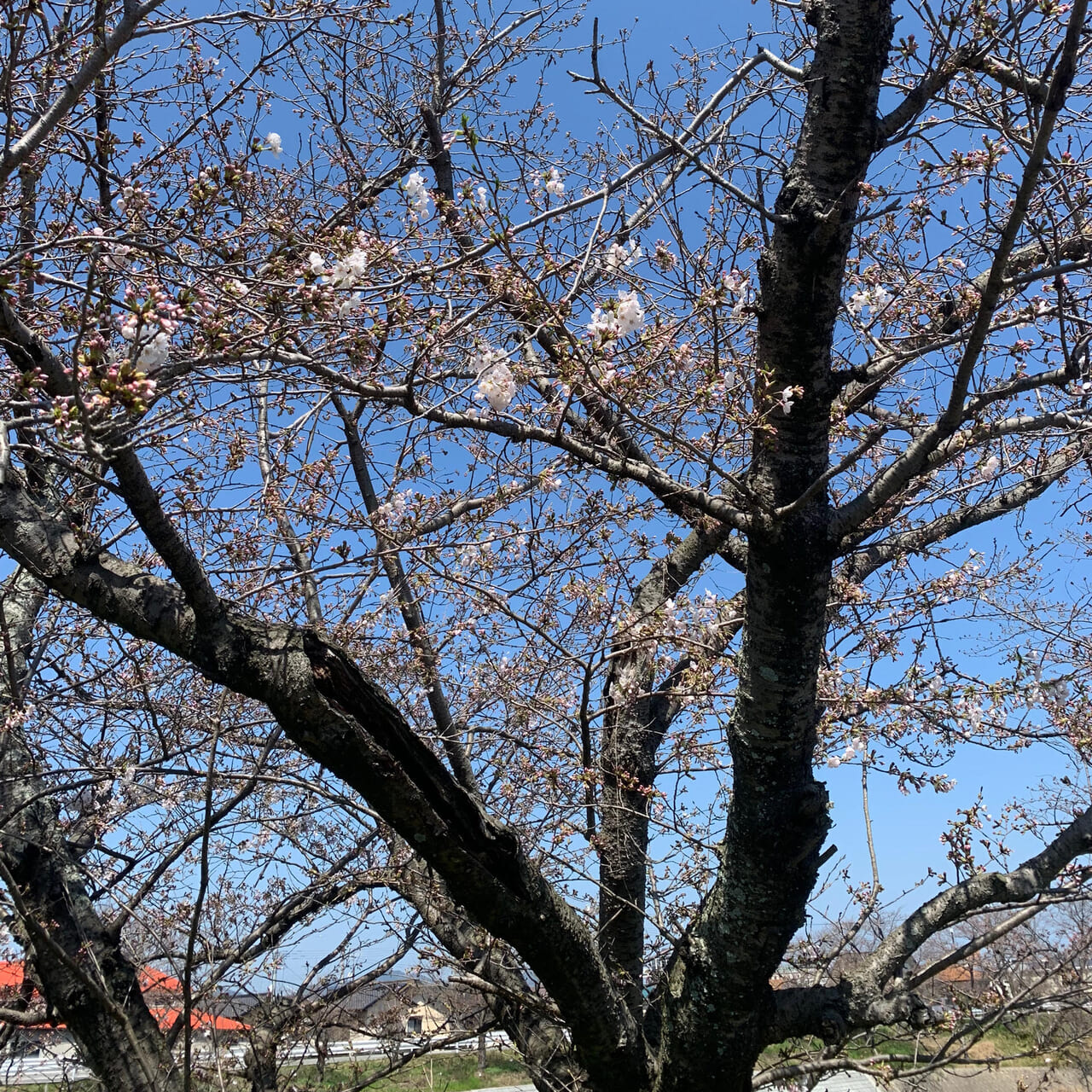 ここ数日の暖かさで桜が急激に開花を始めています!