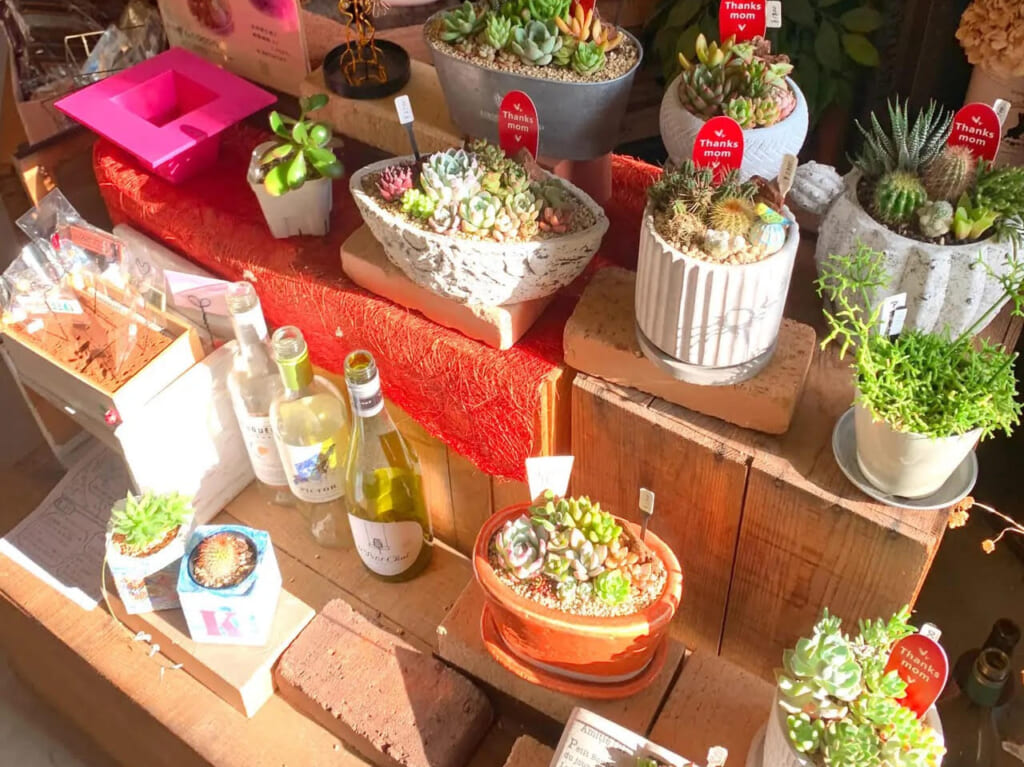 横田町の「le cocon(ル ココン)」では多種多様な雑貨や多肉植物を見ながら、ゆったりとした時間を過ごせます!!