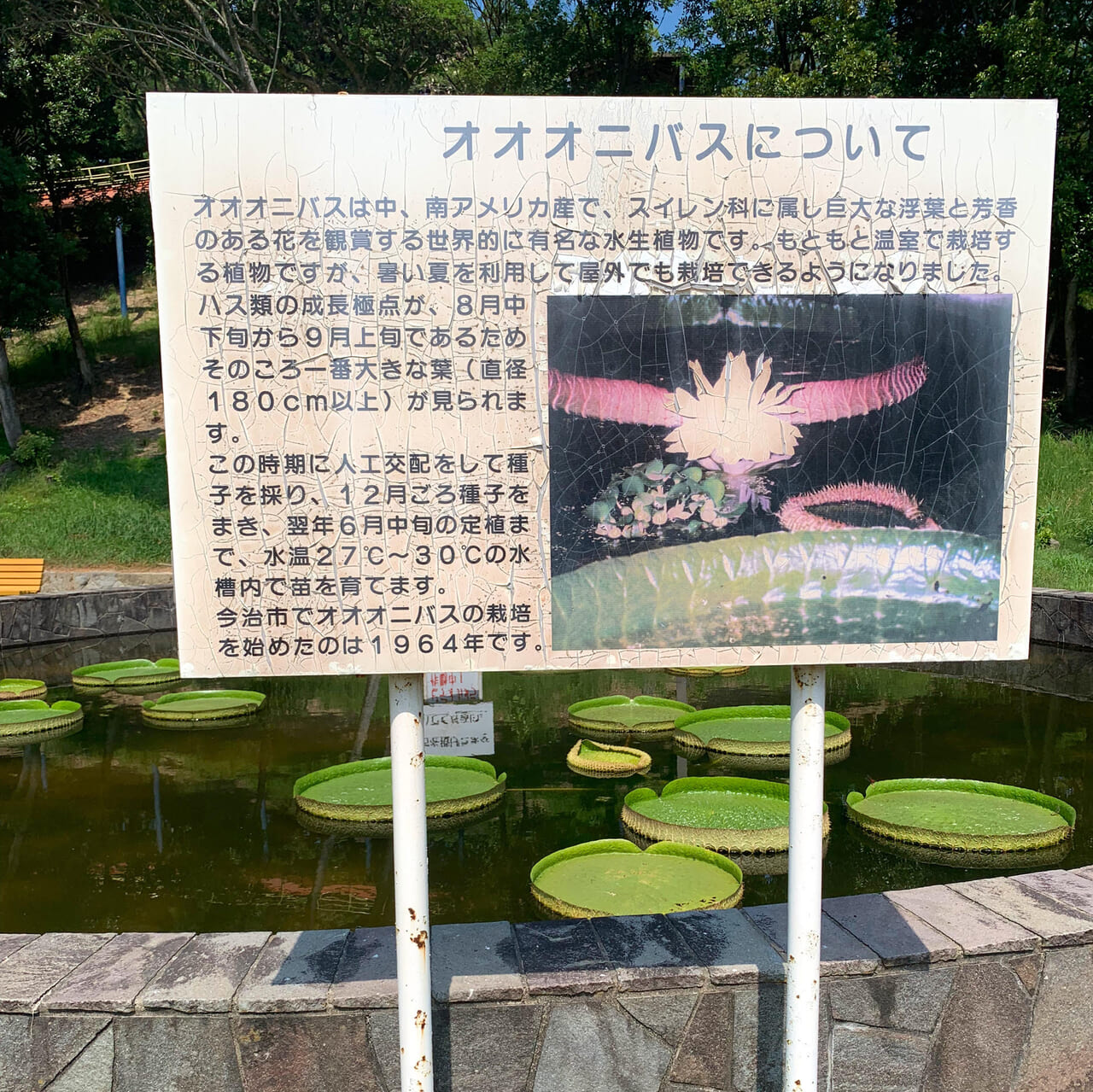 世界一大きな葉をつける水生植物に乗ってみよう!「オオオニバス」試乗体験が開催されます!