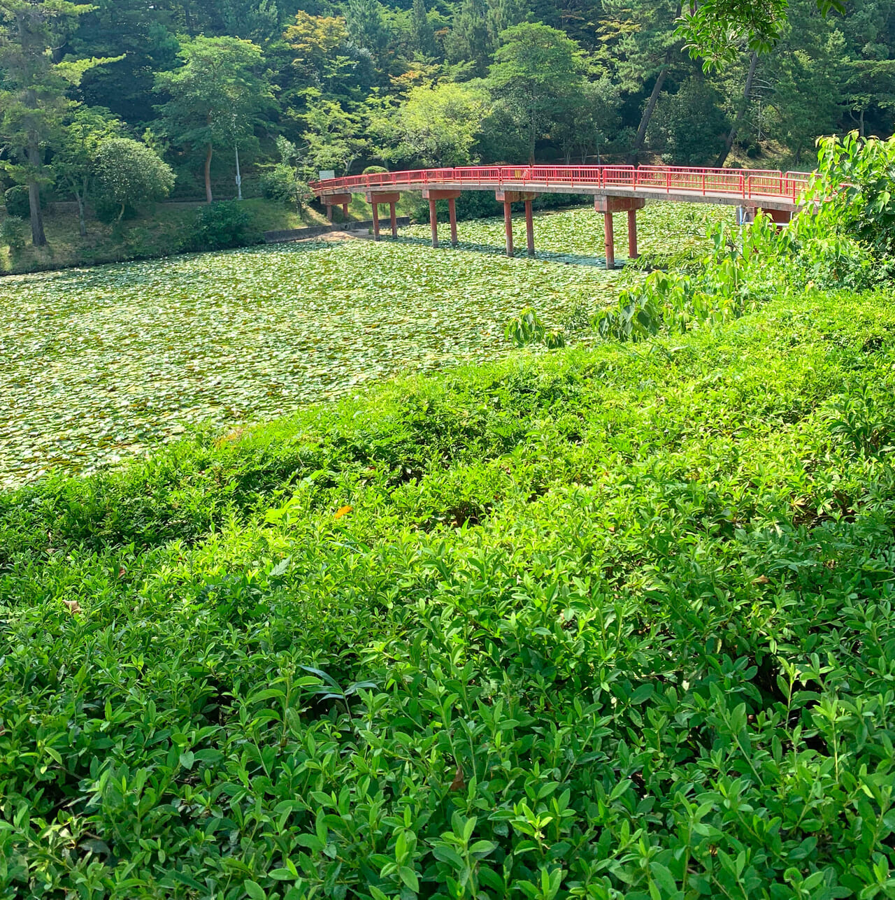 世界一大きな葉をつける水生植物に乗ってみよう!「オオオニバス」試乗体験が開催されます!