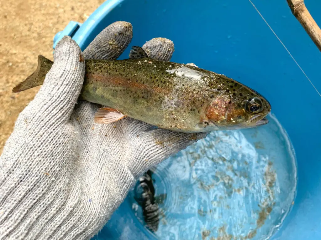 鈍川温泉郷でニジマス釣りやBBQを楽しめる釣り堀「つりぼり鈍川VILLAGE」へと行ってみました!!