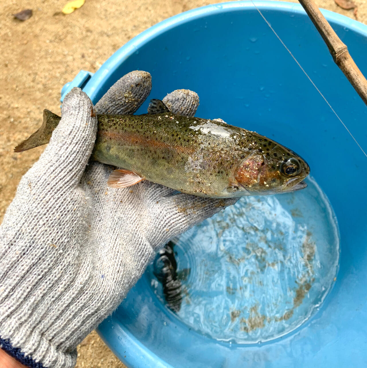 鈍川温泉郷でニジマス釣りやBBQを楽しめる釣り堀「つりぼり鈍川VILLAGE」へと行ってみました!!