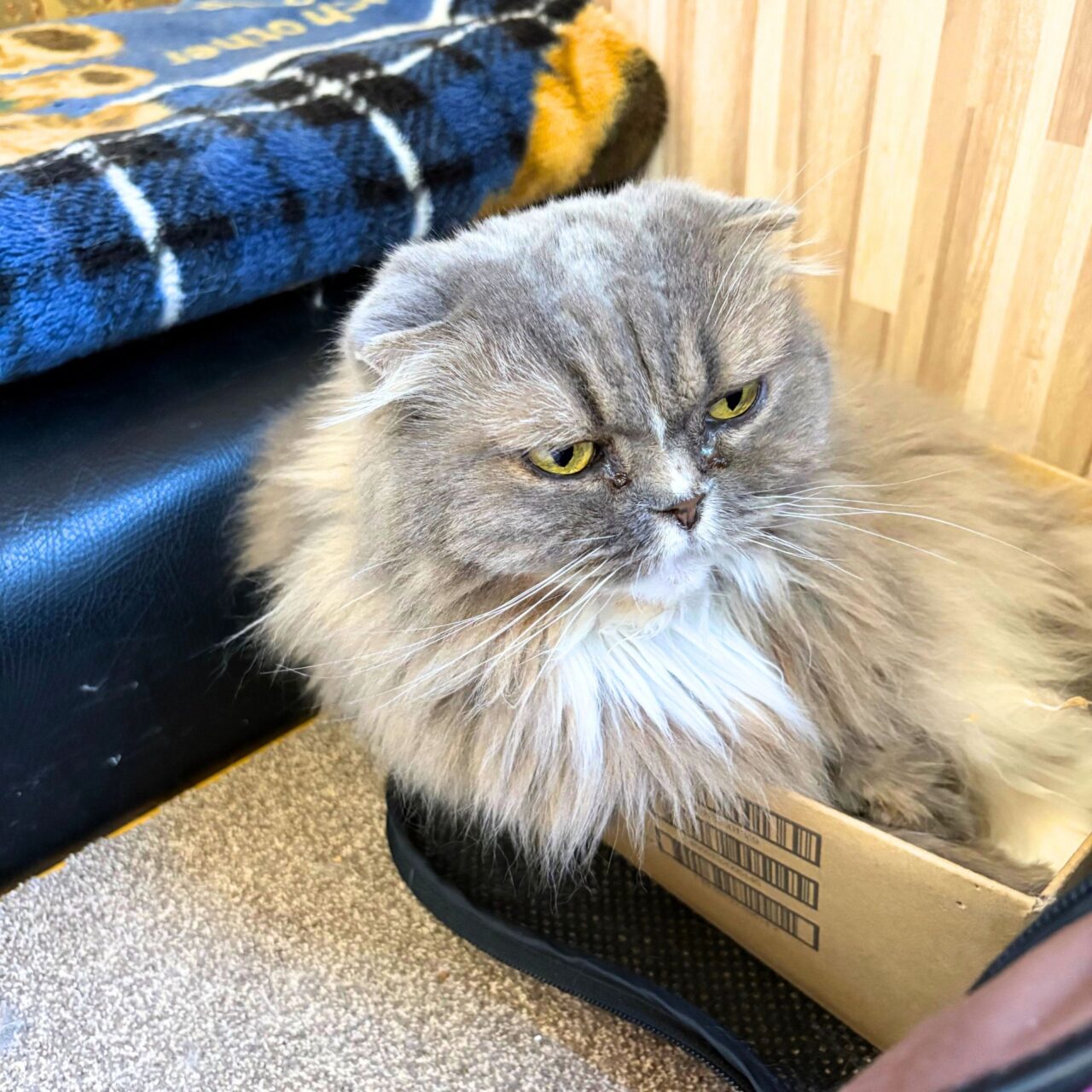 【今治市】10月1日から夜の部もスタートした宮下町の「Kissaten&.」では猫ちゃんと戯れる至福の時間を体験できます