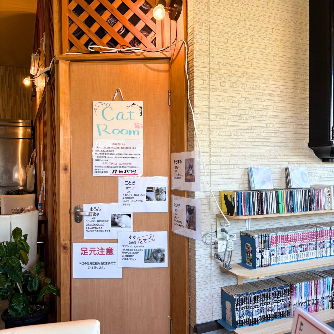 【今治市】10月1日から夜の部もスタートした宮下町の「Kissaten&.」では猫ちゃんと戯れる至福の時間を体験できます