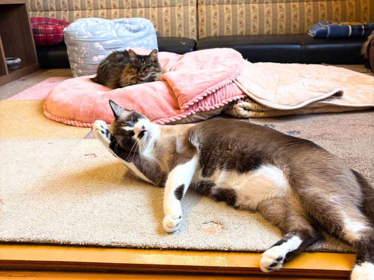 【今治市】10月1日から夜の部もスタートした宮下町の「Kissaten&.」では猫ちゃんと戯れる至福の時間を体験できます