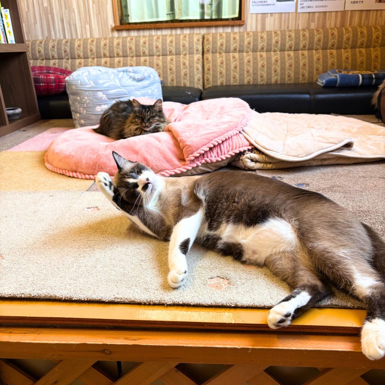 【今治市】10月1日から夜の部もスタートした宮下町の「Kissaten&.」では猫ちゃんと戯れる至福の時間を体験できます