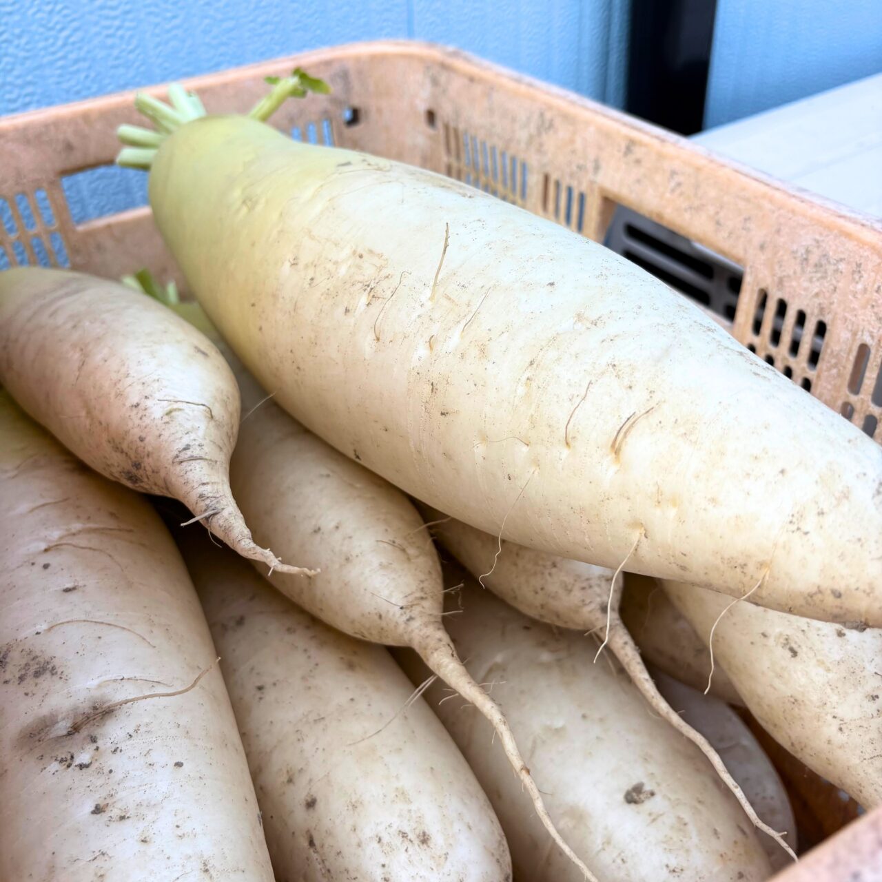 【今治市】3000円分の商品が詰まった福袋を1000円で買っちゃおう! 「エコステーションはるかす」でマルシェが開催