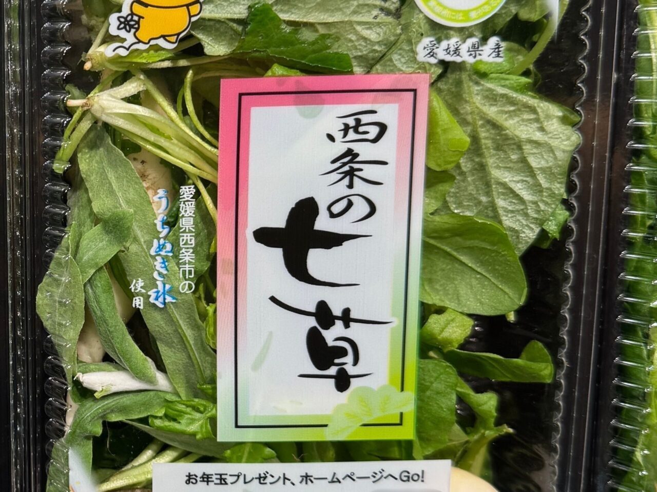 【西条市】西条の名水で育った「西条の七草」で一年の無病息災を祈る