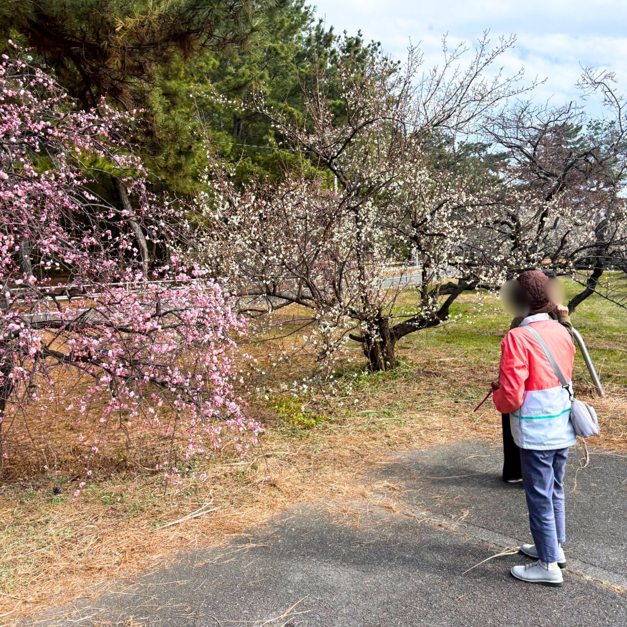 【今治市】桜井の綱式天満神社で梅が見頃に。観梅会も近日開催!