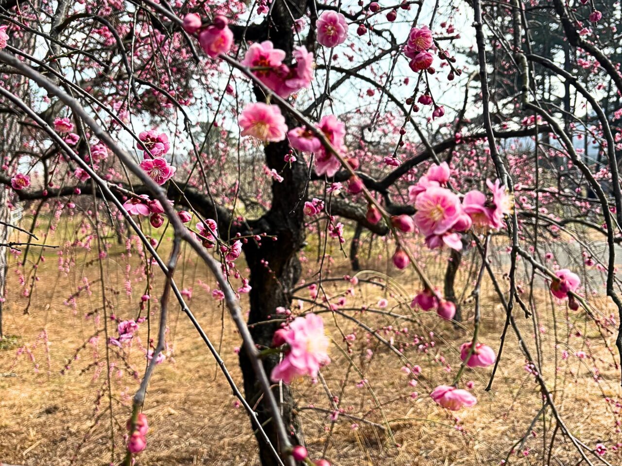 【今治市】桜井の綱式天満神社で梅が見頃に。観梅会も近日開催!