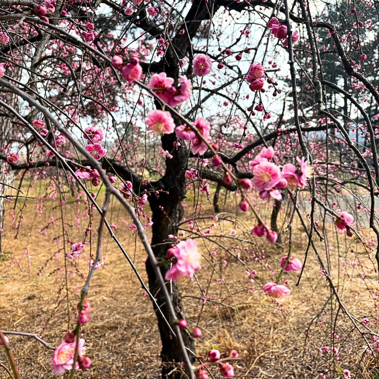 【今治市】桜井の綱式天満神社で梅が見頃に。観梅会も近日開催!