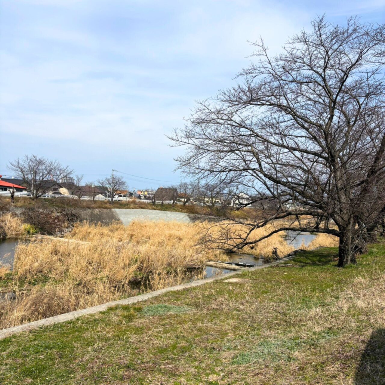 【今治市】桜散歩を楽しもう! 景色がきれいなお花見スポット3選