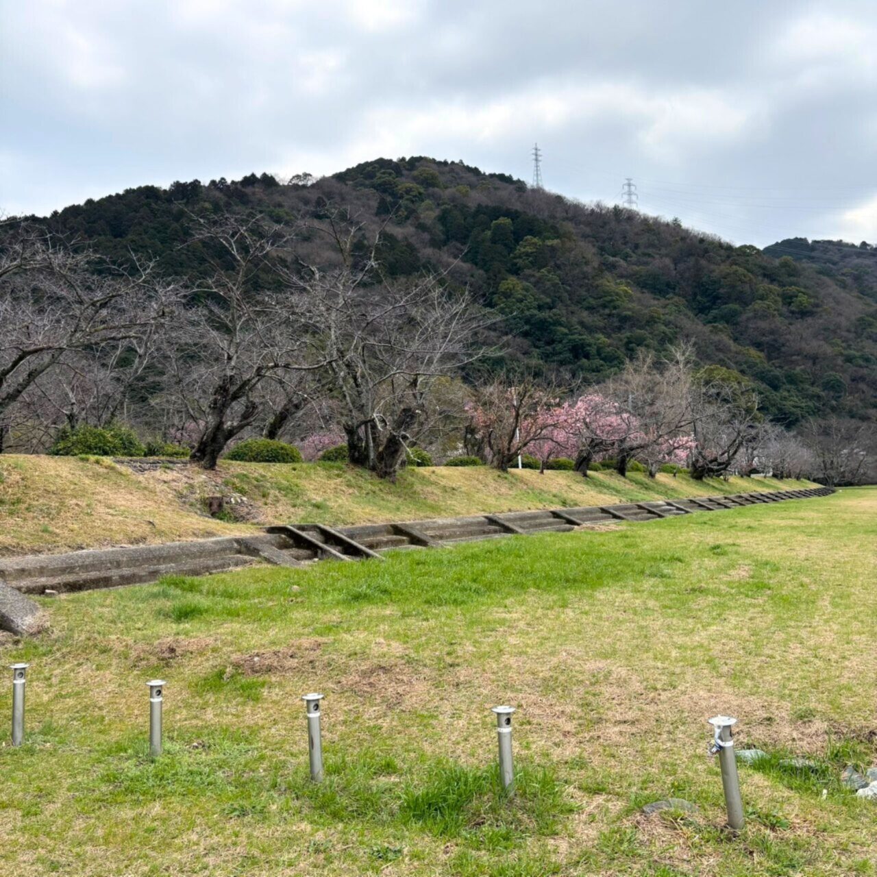 【西条市】四国でも屈指の桜の名所! 武丈公園で1500本の桜並木を楽しむ春
