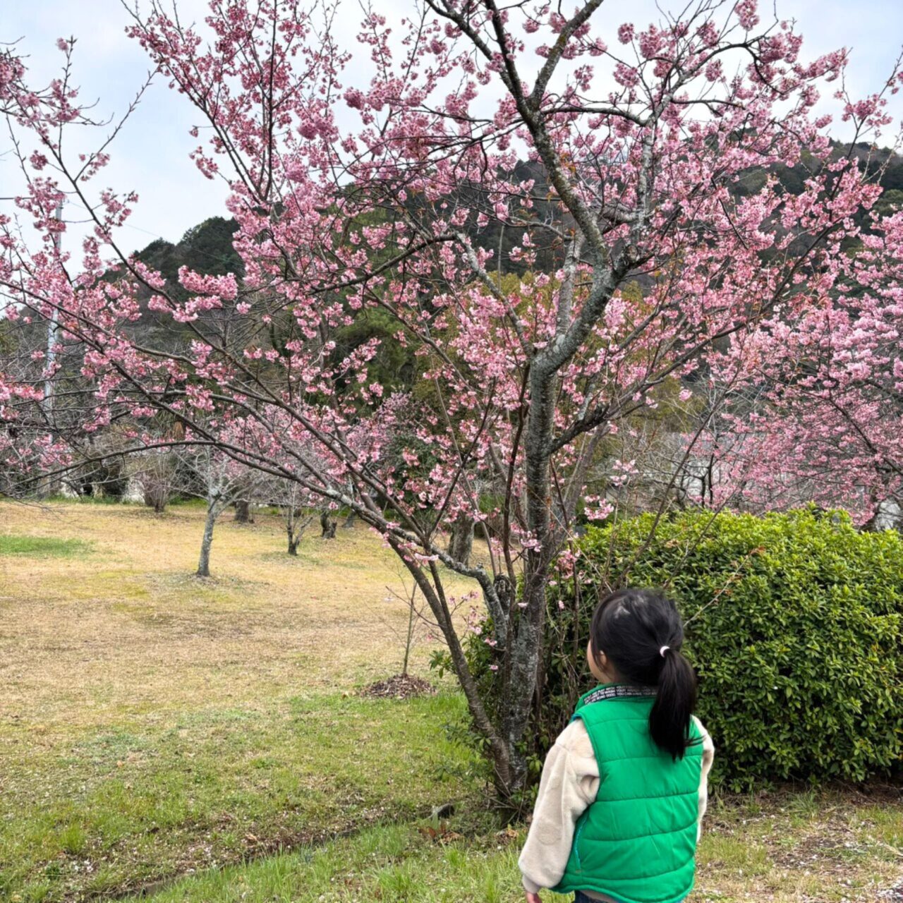 【西条市】四国でも屈指の桜の名所! 武丈公園で1500本の桜並木を楽しむ春