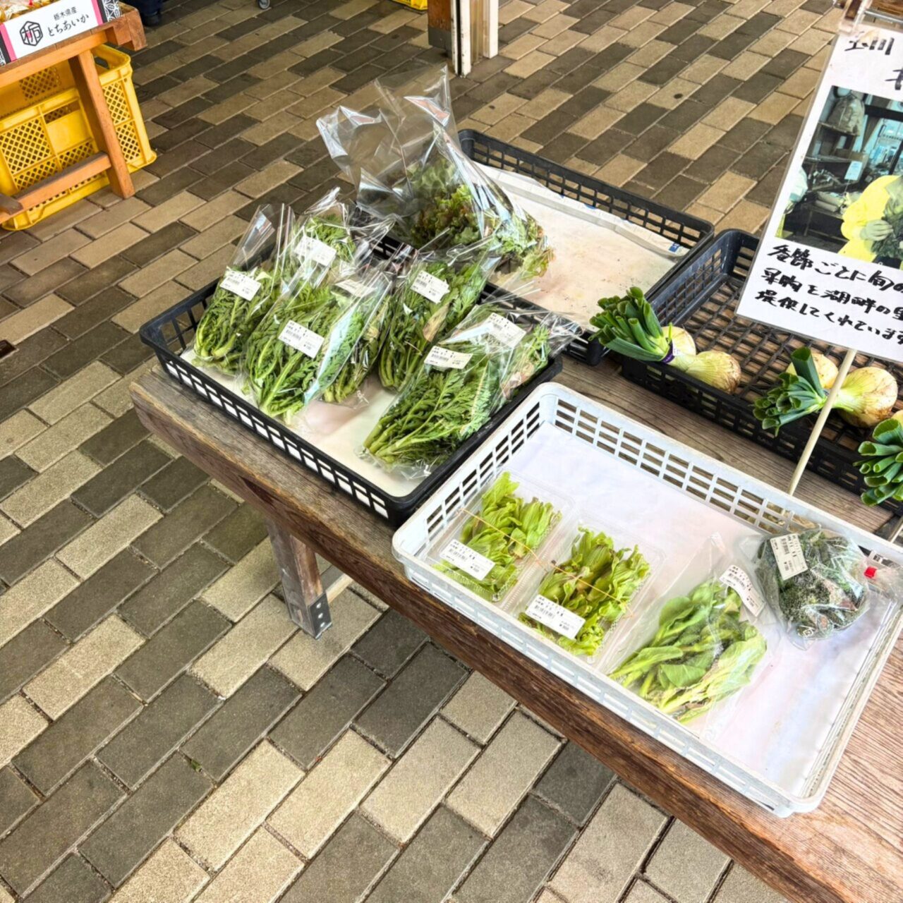 【今治市】桜散歩を楽しもう! 景色がきれいなお花見スポット3選