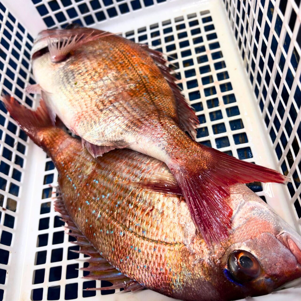 【今治市】春休みを満喫! 「よしうみいきいき館」の海鮮BBQで春を感じる食材が入荷中