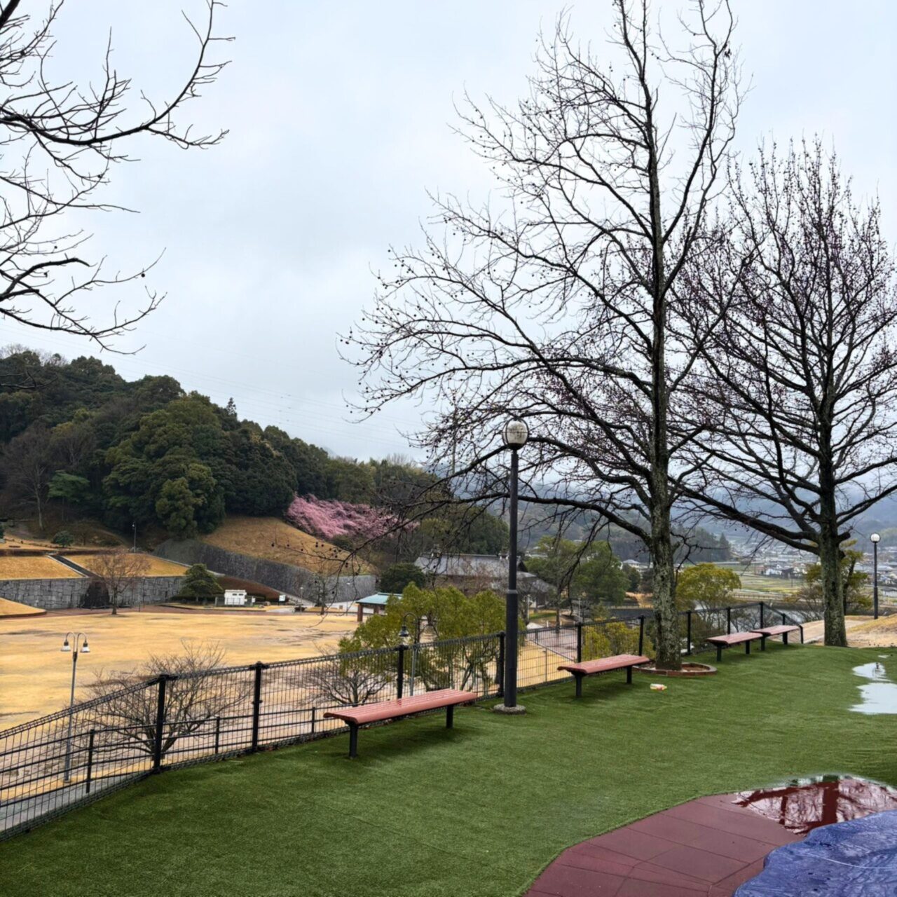 【今治市】今治市で家族とお花見を広々楽しめる桜の名所3選をご紹介!!