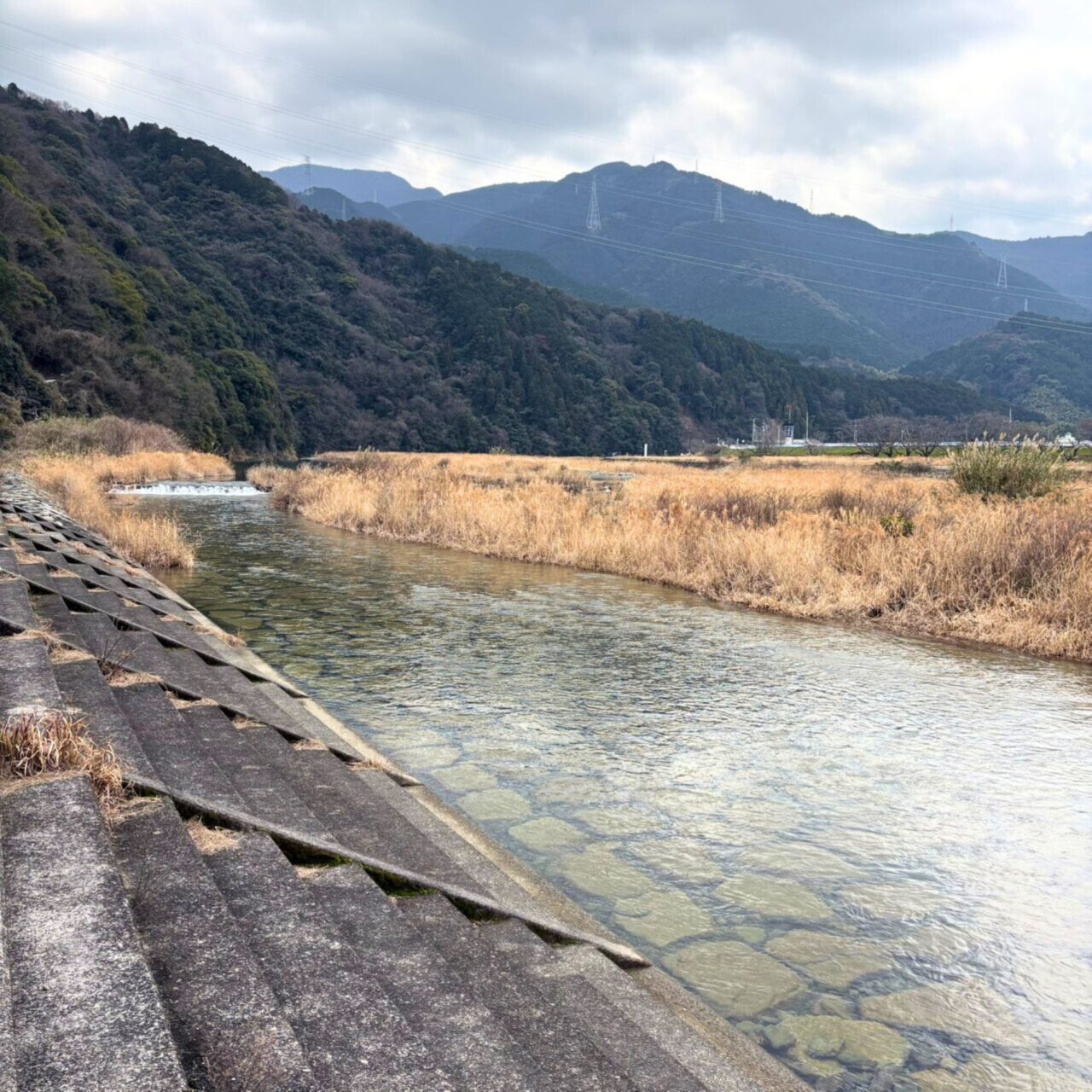 【西条市】四国でも屈指の桜の名所! 武丈公園で1500本の桜並木を楽しむ春