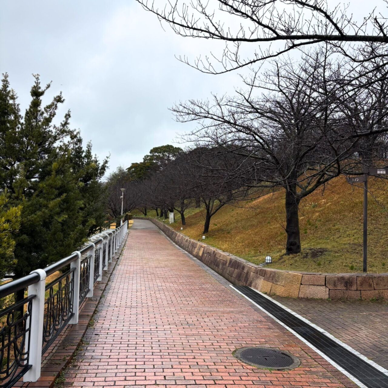【今治市】今治市で家族とお花見を広々楽しめる桜の名所3選をご紹介!!