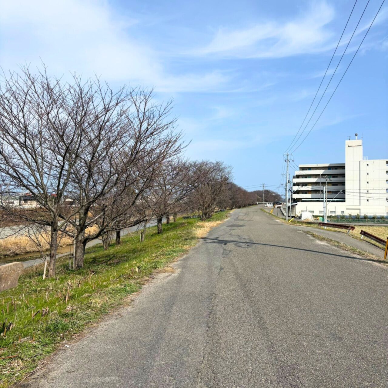 【今治市】桜散歩を楽しもう! 景色がきれいなお花見スポット3選