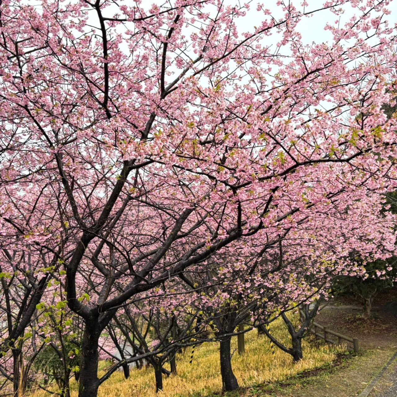 【今治市】桜散歩を楽しもう! 景色がきれいなお花見スポット3選
