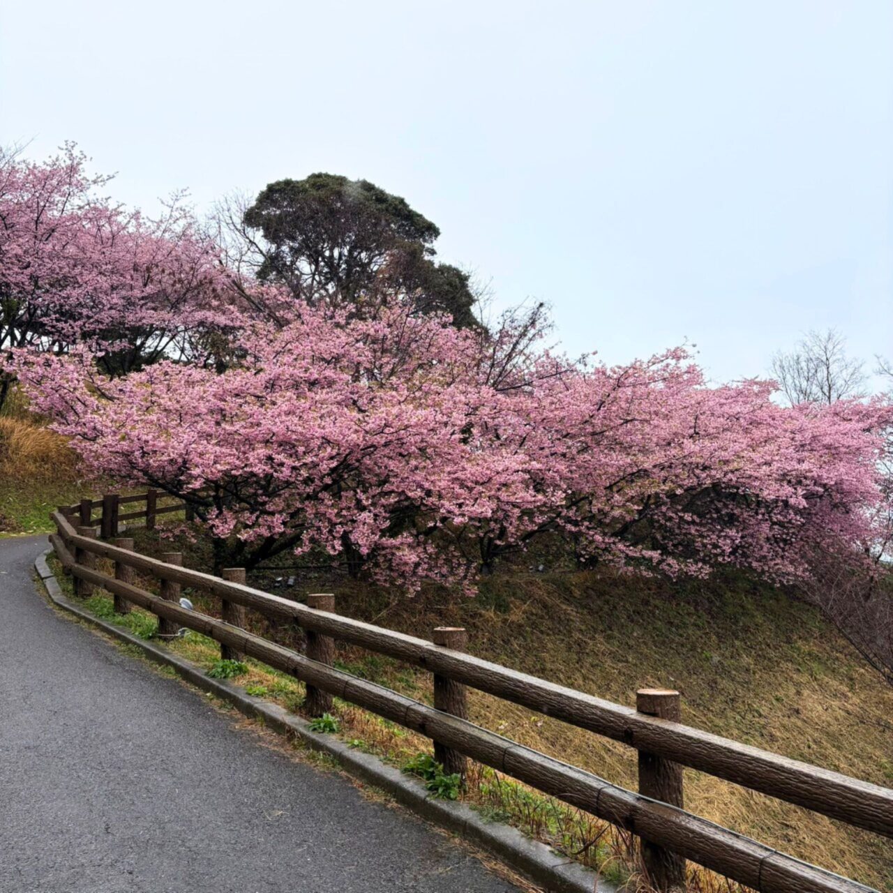 【今治市】桜散歩を楽しもう! 景色がきれいなお花見スポット3選