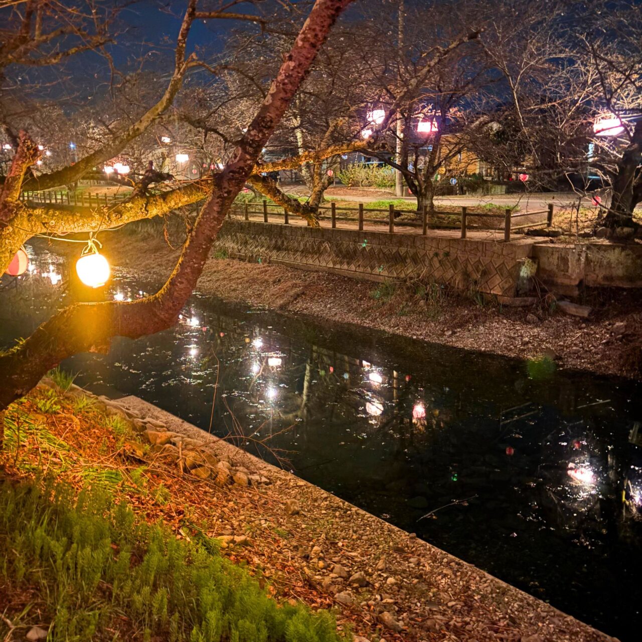 【西条市】水面に映る88本の夜桜を楽しもう! 西条市石田の「ひょうたん池」のライトアップ風景をご紹介
