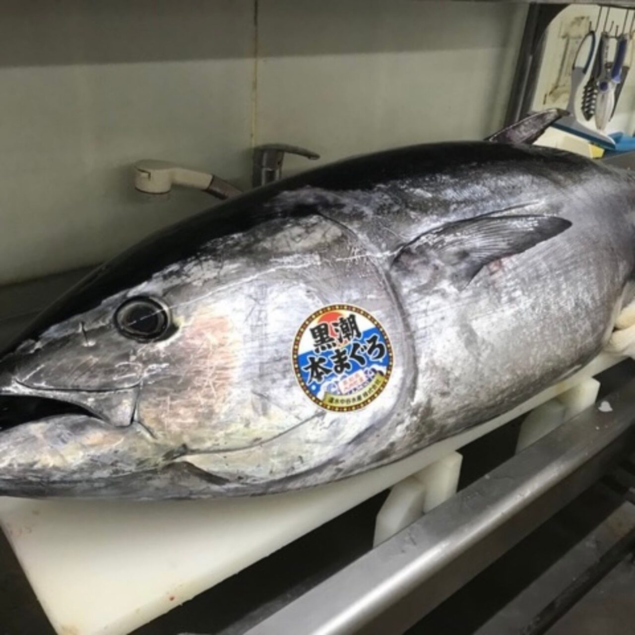 【今治市】来島海峡すし水軍20周年大感謝祭　本まぐろ特別価格＆ネギ鮪巻200％増量