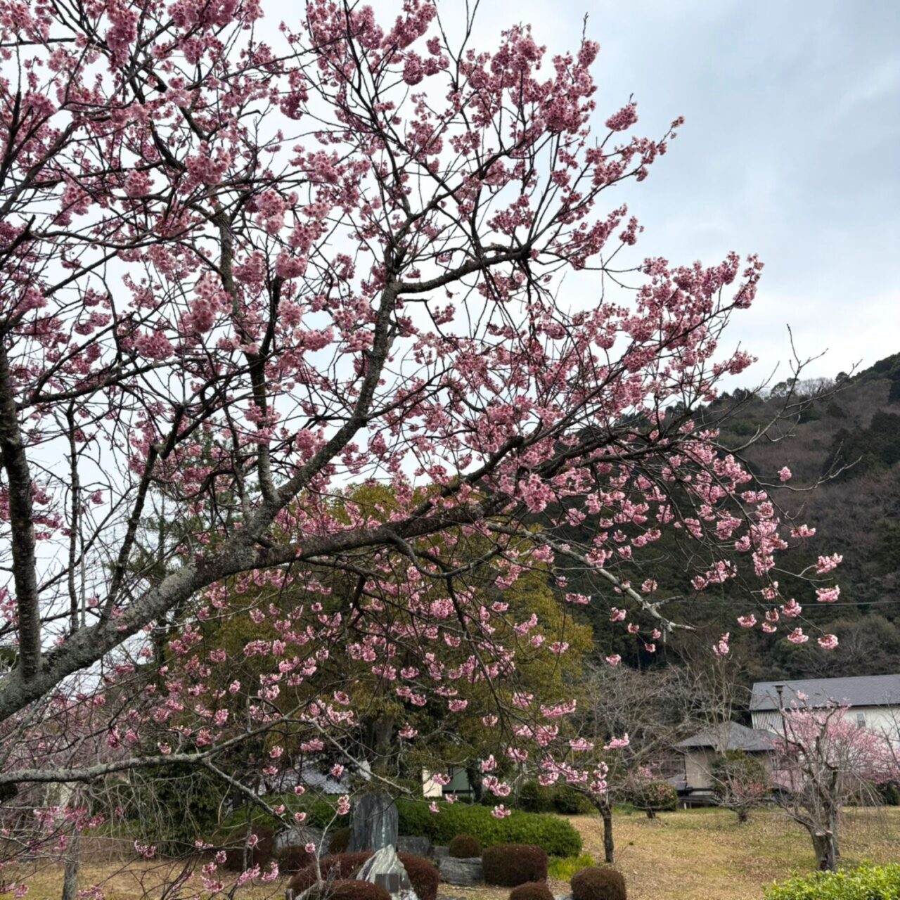 【西条市】四国でも屈指の桜の名所! 武丈公園で1500本の桜並木を楽しむ春
