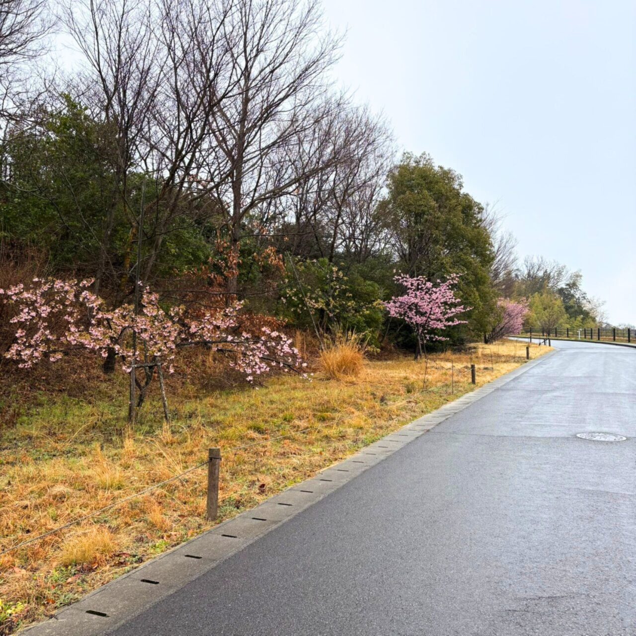 【今治市】今治市で家族とお花見を広々楽しめる桜の名所3選をご紹介!!