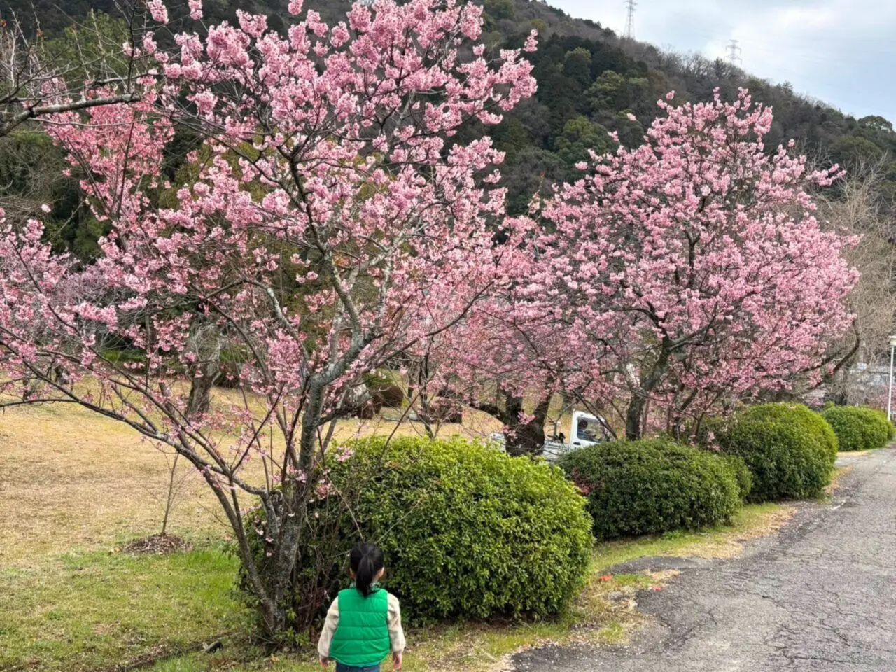 【西条市】四国でも屈指の桜の名所! 武丈公園で1500本の桜並木を楽しむ春