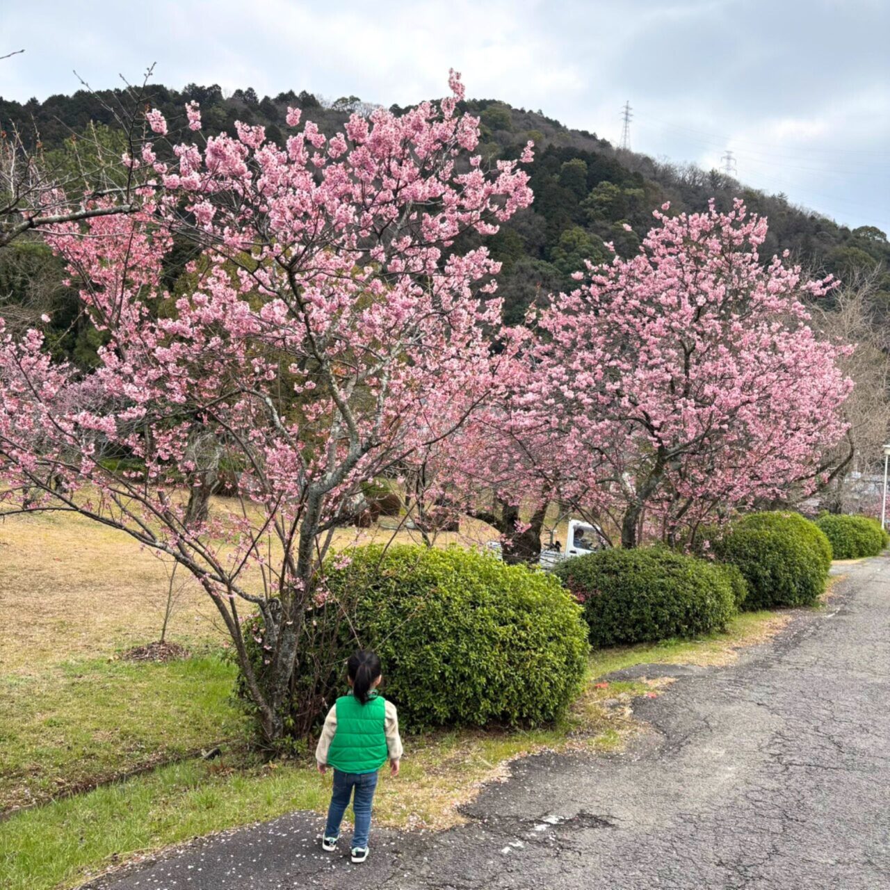 【西条市】四国でも屈指の桜の名所! 武丈公園で1500本の桜並木を楽しむ春