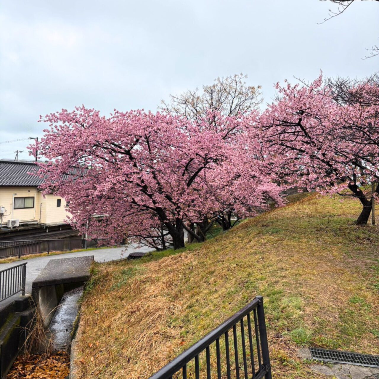 【今治市】今治市で家族とお花見を広々楽しめる桜の名所3選をご紹介!!