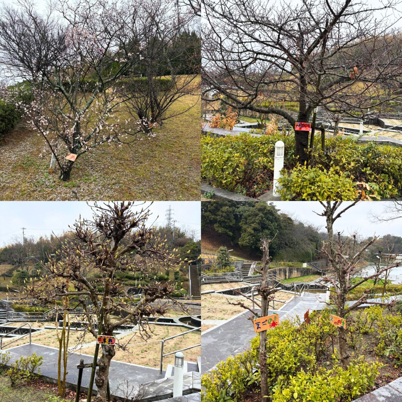 【今治市】今治市で家族とお花見を広々楽しめる桜の名所3選をご紹介!!