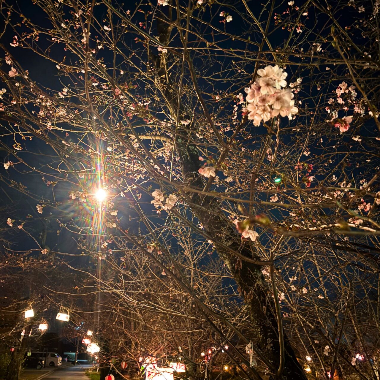 【西条市】水面に映る88本の夜桜を楽しもう! 西条市石田の「ひょうたん池」のライトアップ風景をご紹介