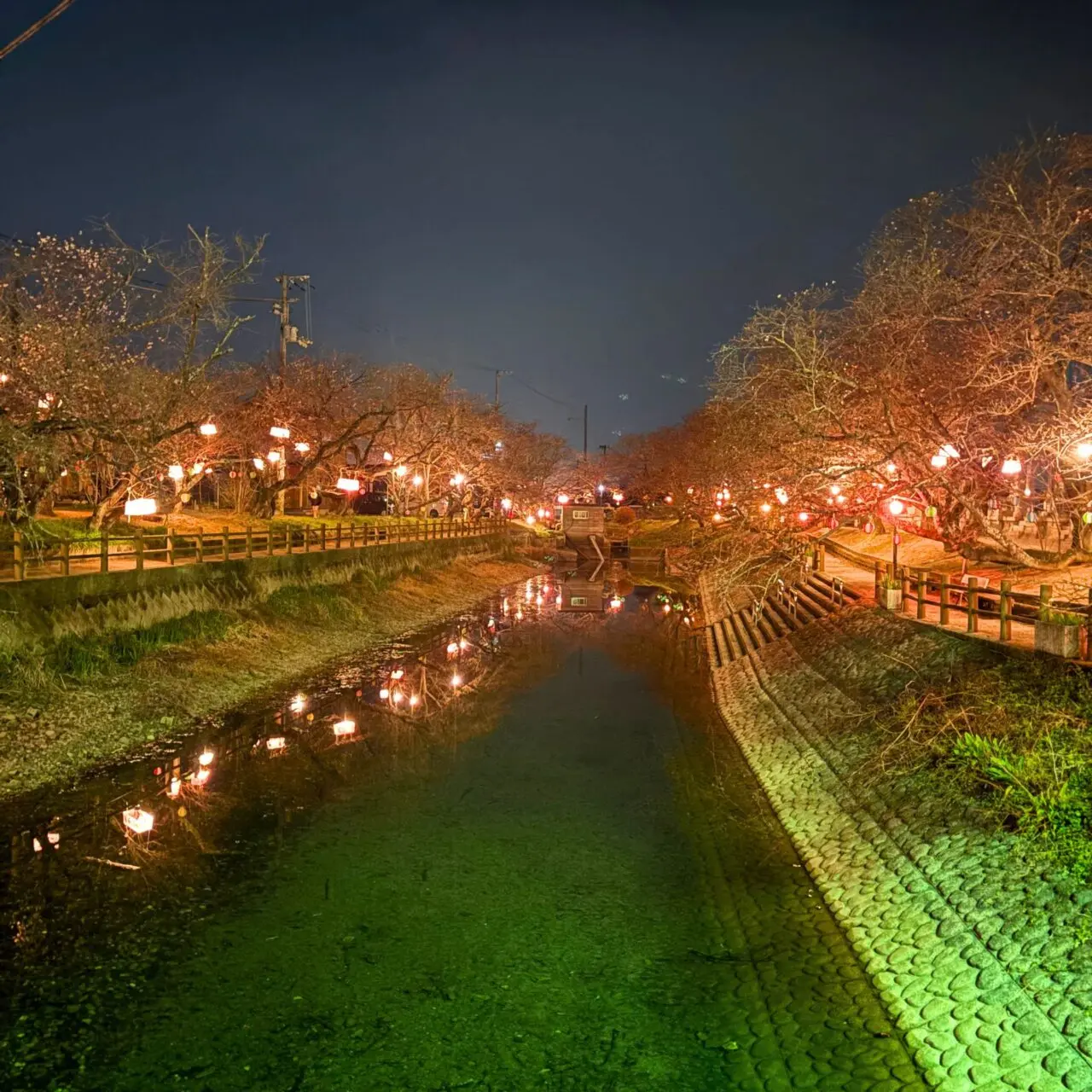 【西条市】水面に映る88本の夜桜を楽しもう! 西条市石田の「ひょうたん池」のライトアップ風景をご紹介