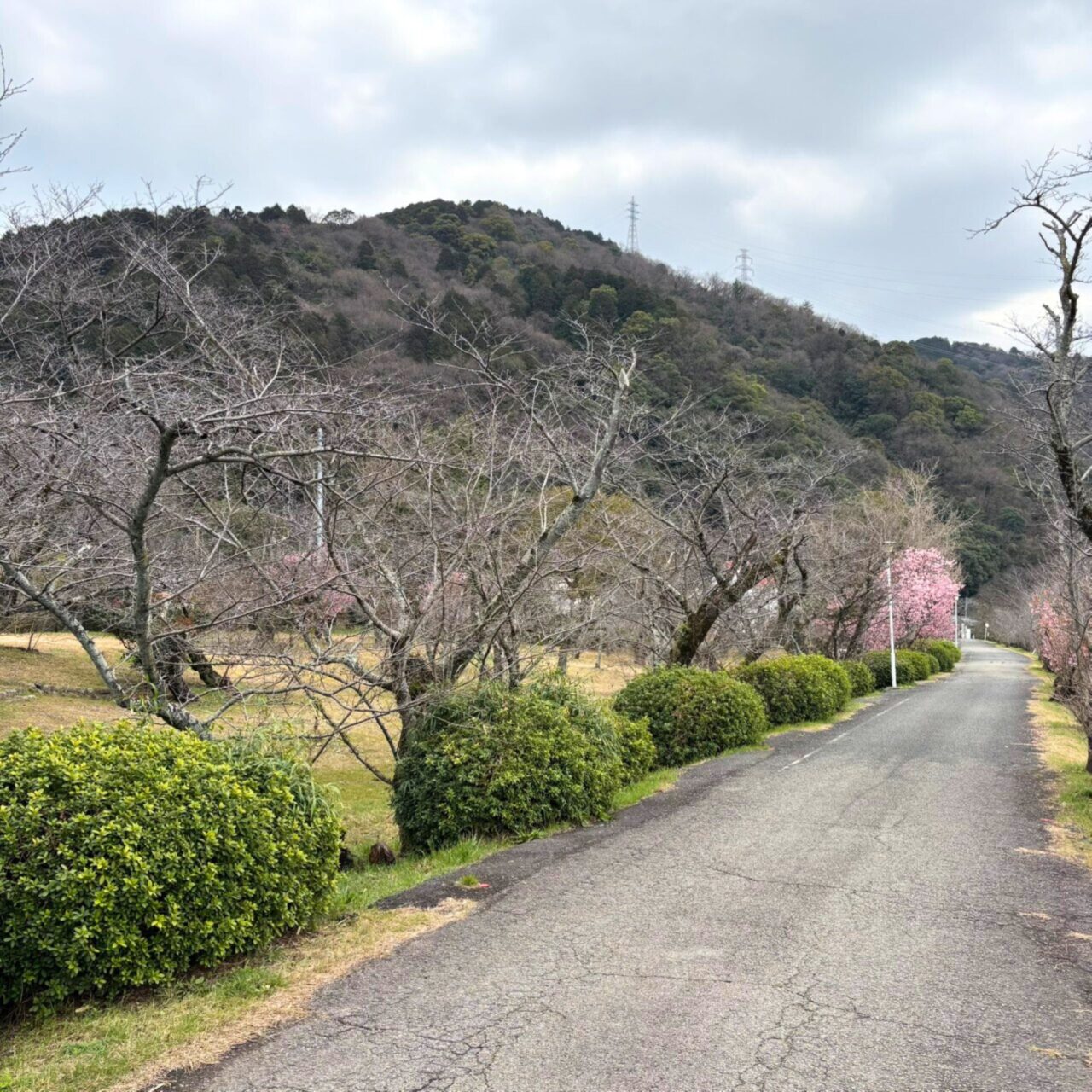 【西条市】四国でも屈指の桜の名所! 武丈公園で1500本の桜並木を楽しむ春