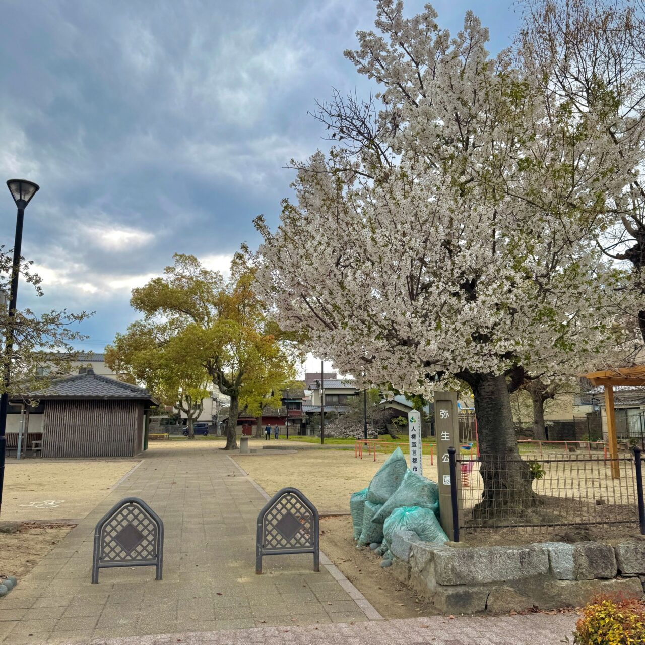 弥生公園の桜の様子