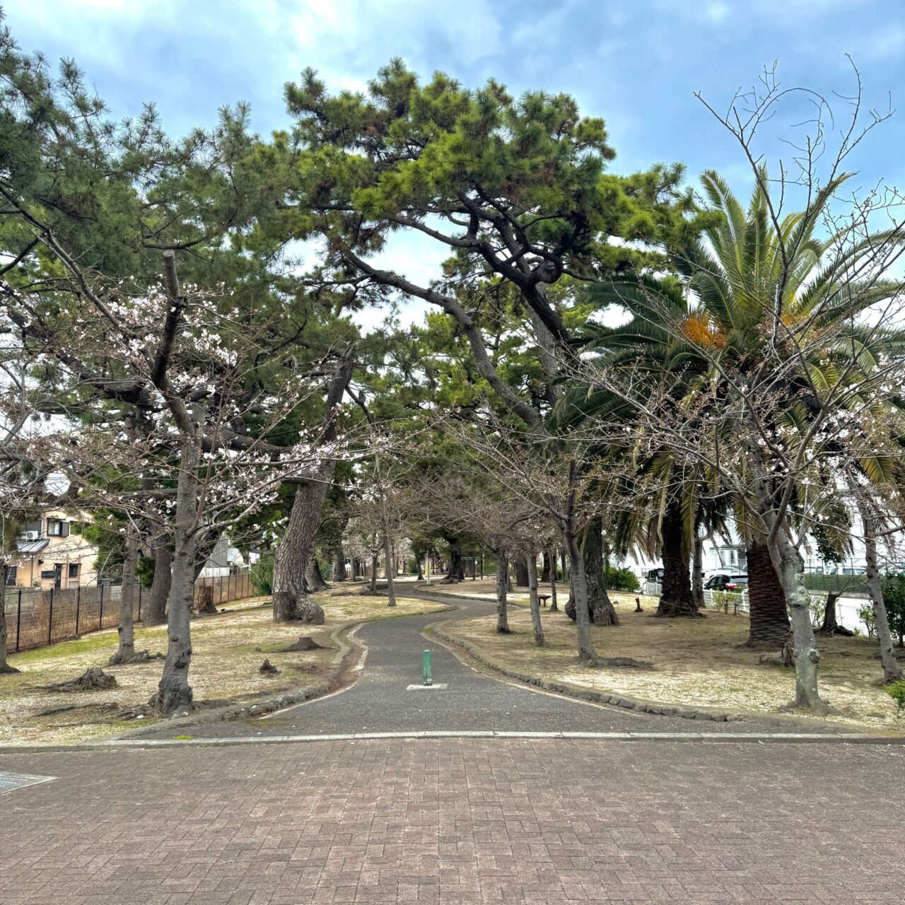 有津屋公園の桜の様子
