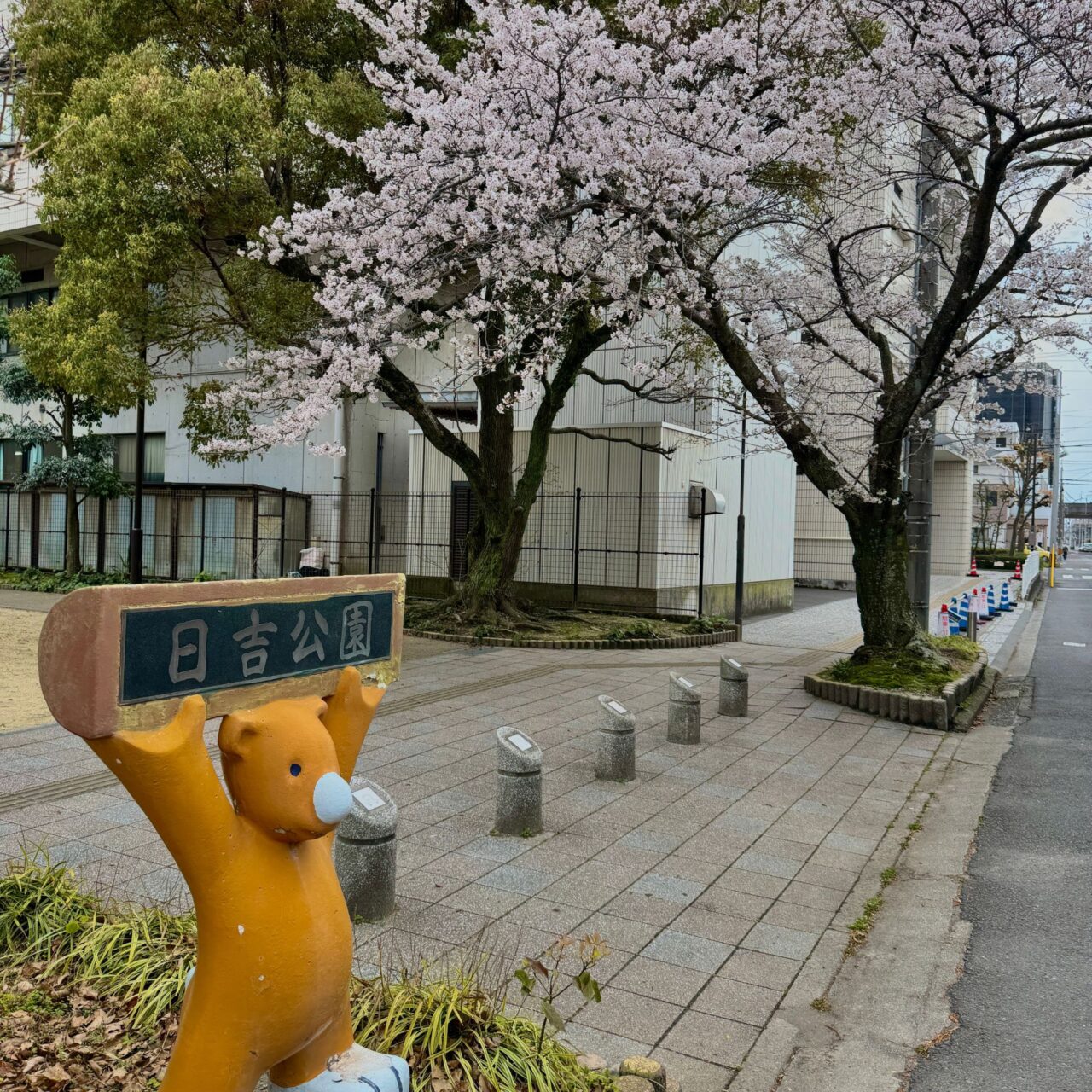 日吉公園の桜の様子