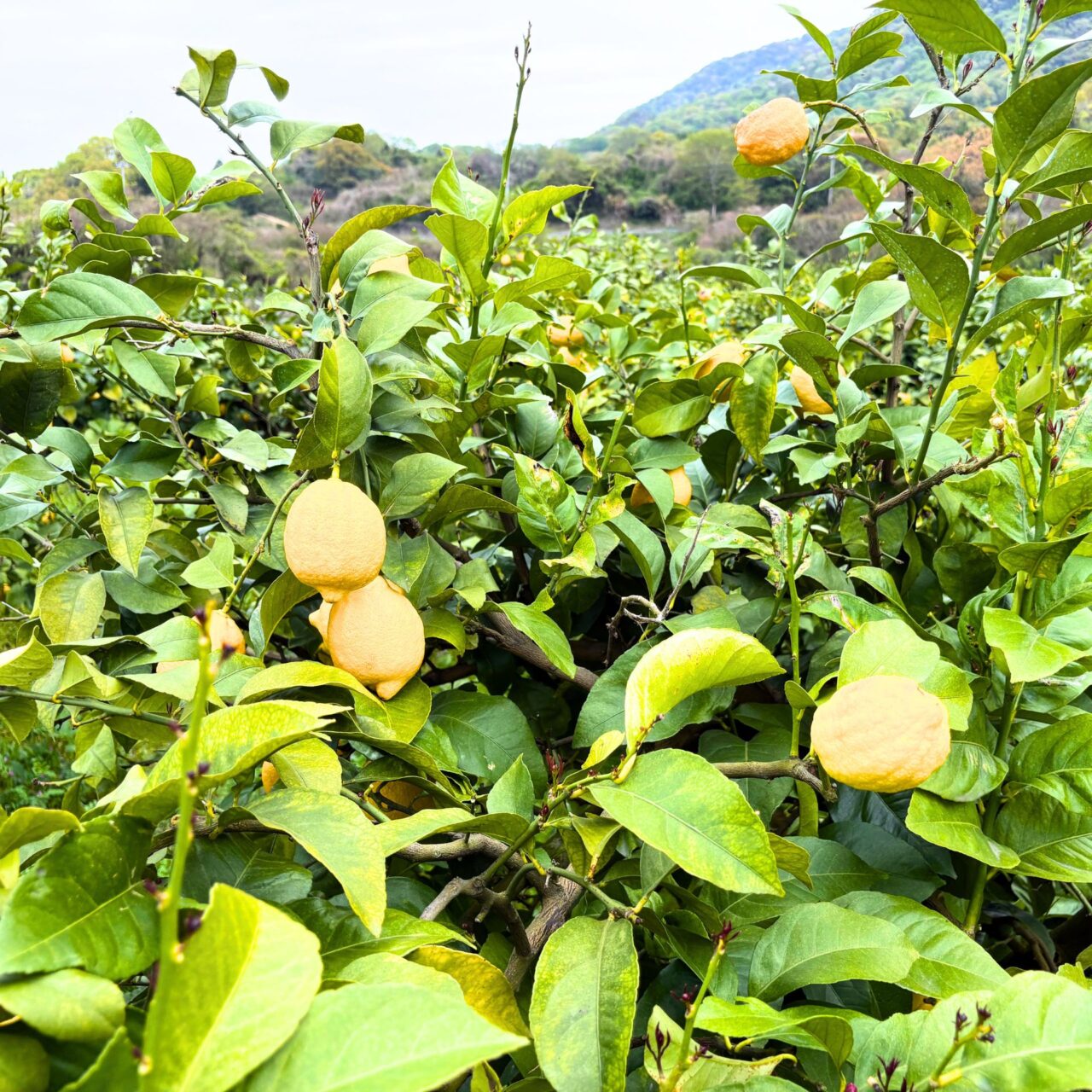 福本農園のレモン