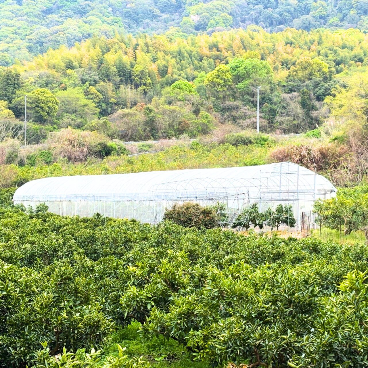 紅まどんなを育てているビニールハウス