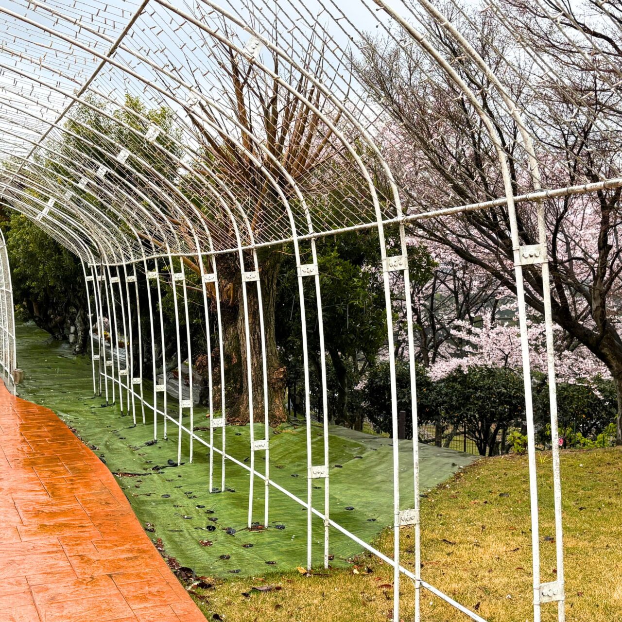 【今治市】1,000名限定でぜんざいが無料配布! タオル美術館で「さくらまつり」が開催されます。